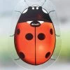Coccinelle Adhésive Anti-insectes - Lot De 4
